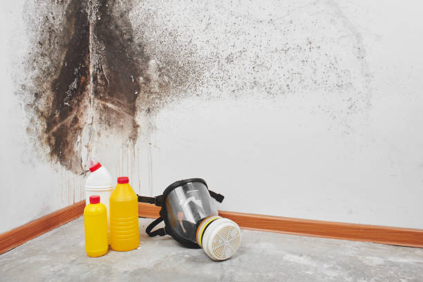 Best Home Mold Removal  in East Richmond Heights, CA