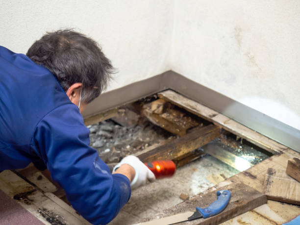 Best Attic Mold Removal  in East Richmond Heights, CA