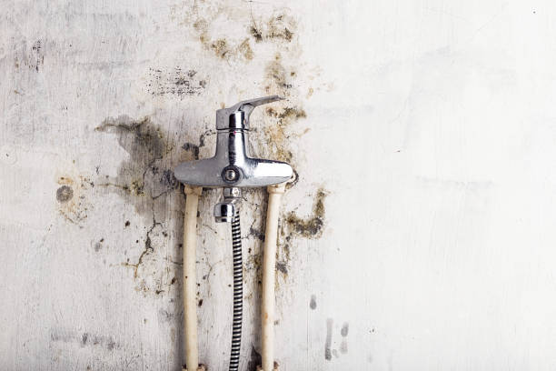 Best Mold Damage Repair  in East Richmond Heights, CA