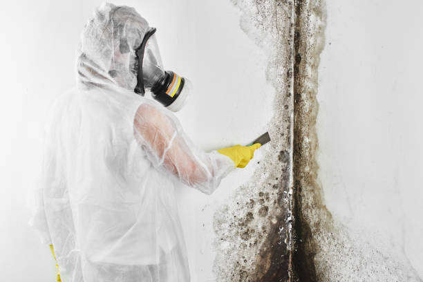 Best Professional Mold Removal  in East Richmond Heights, CA