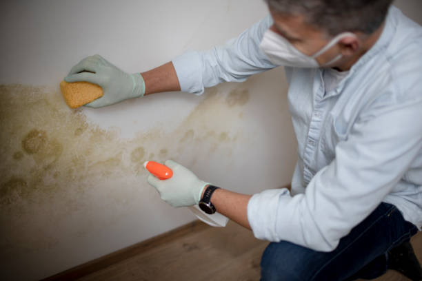 East Richmond Heights, CA Mold Removal Company