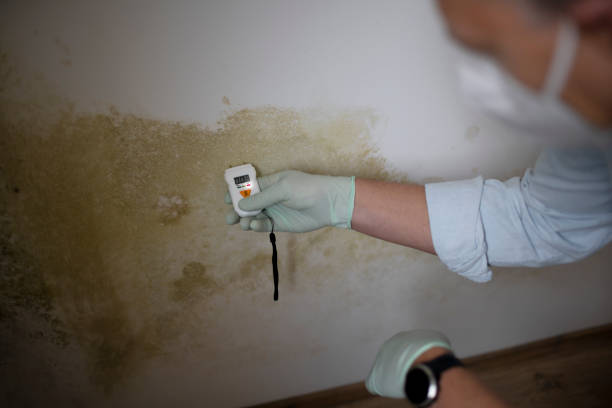 Best Toxic Mold Removal  in East Richmond Heights, CA