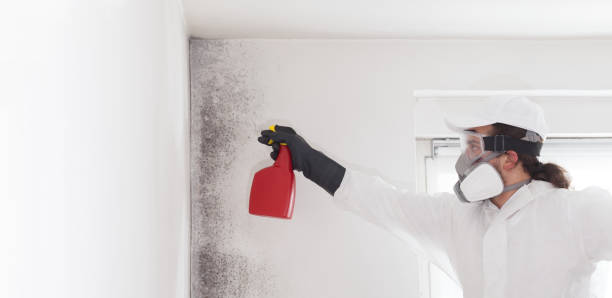 Best Fast Mold Removal  in East Richmond Heights, CA