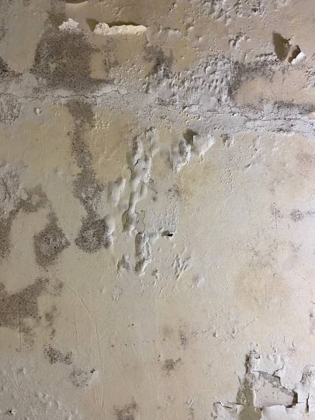 Best Emergency Mold Removal  in East Richmond Heights, CA