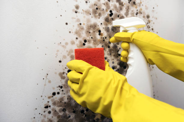 Reliable East Richmond Heights, CA Mold Removal Solutions