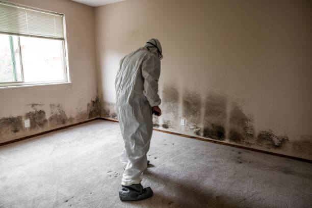 Best Residential Mold Removal  in East Richmond Heights, CA