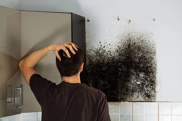 Best Mold Testing  in East Richmond Heights, CA