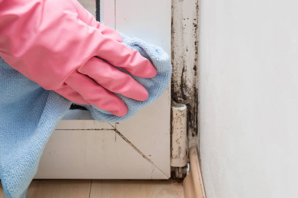 Best Mold Removal Company Near Me  in East Richmond Heights, CA