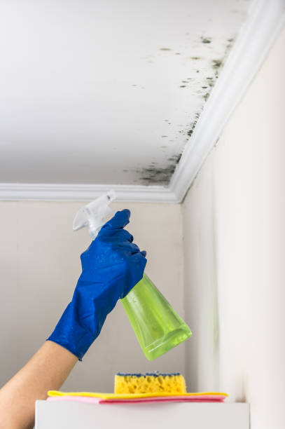 Best Residential Mold Removal  in East Richmond Heights, CA