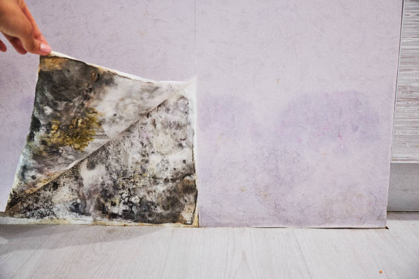 Best Affordable Mold Removal  in East Richmond Heights, CA